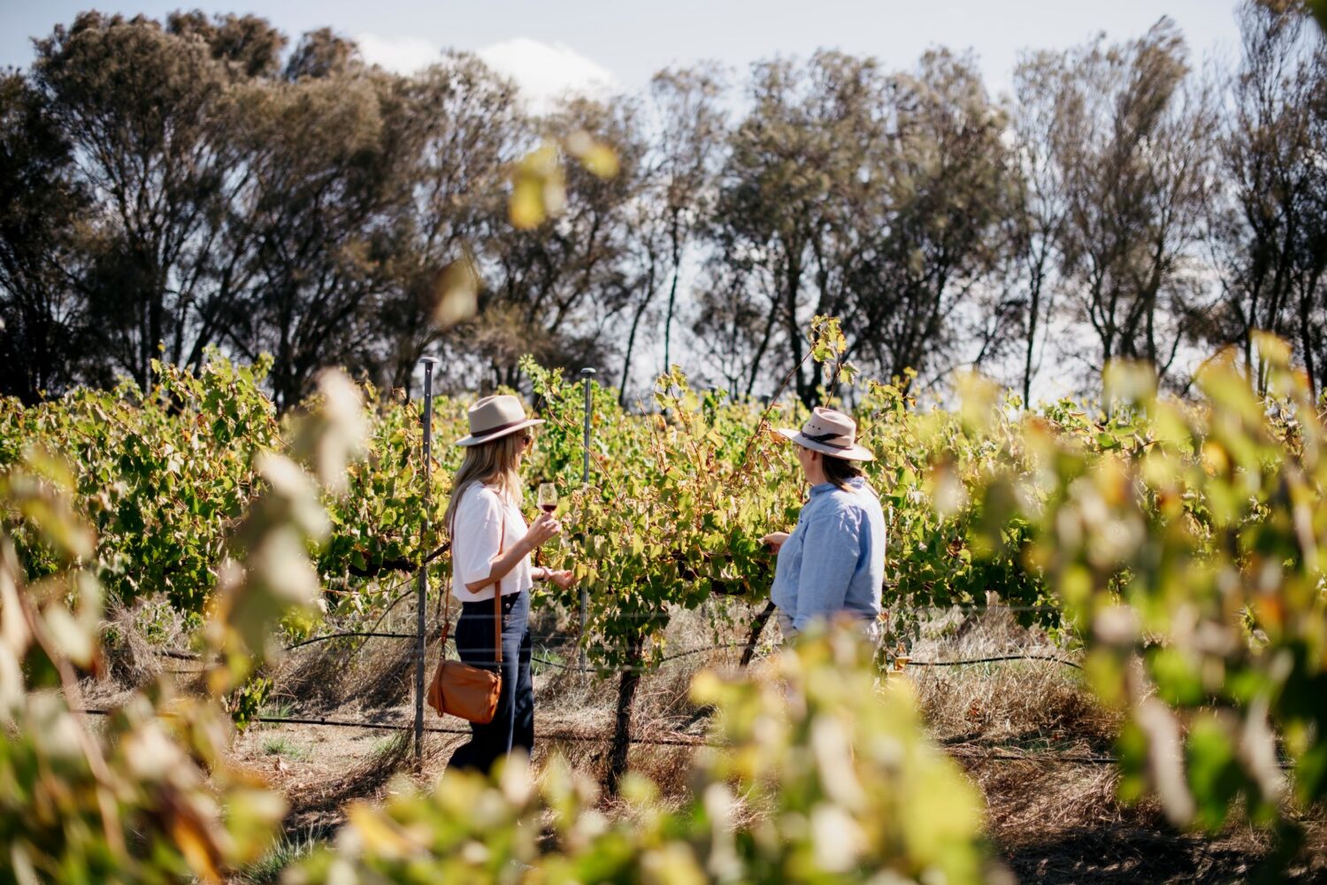 Vineyard Makers Trail Dan Paris