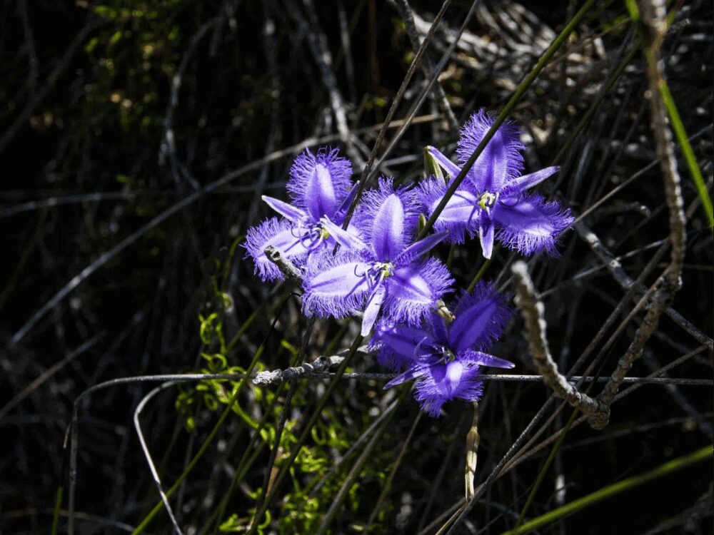 Helms Arboretum, Gibson, Western Australia
