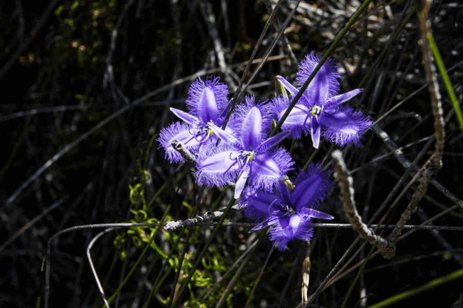 Helms Arboretum, Gibson, Western Australia