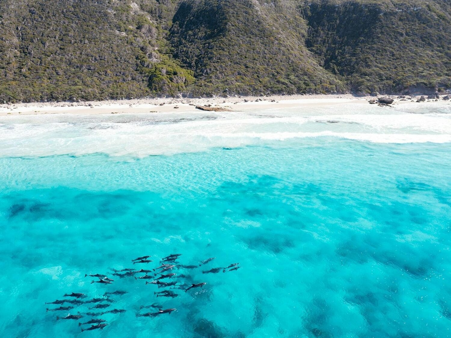 Aerial View of Dolphins swimming at Twilight Bay, Esperance