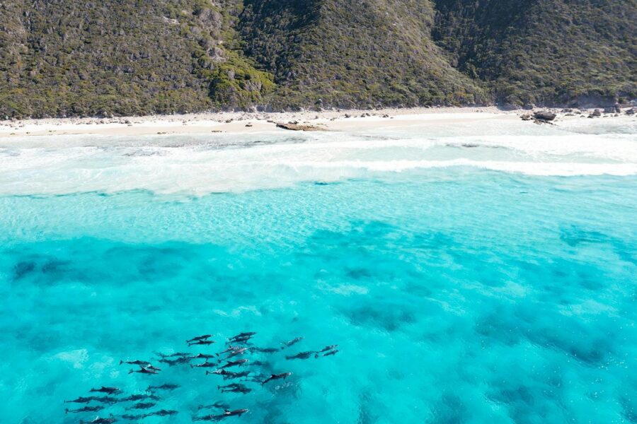 Aerial View of Dolphins swimming at Twilight Bay, Esperance
