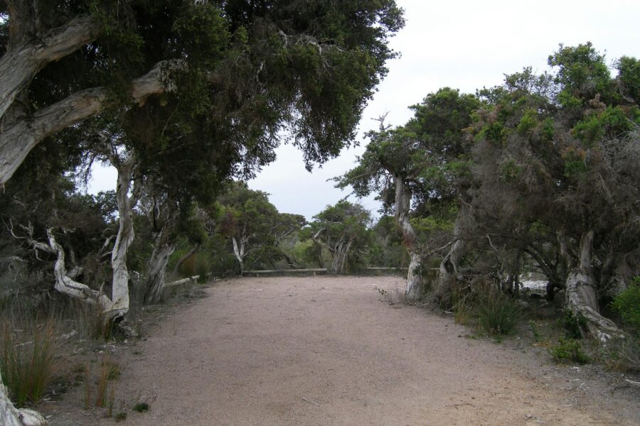 Cleared area surrounded by bushes.