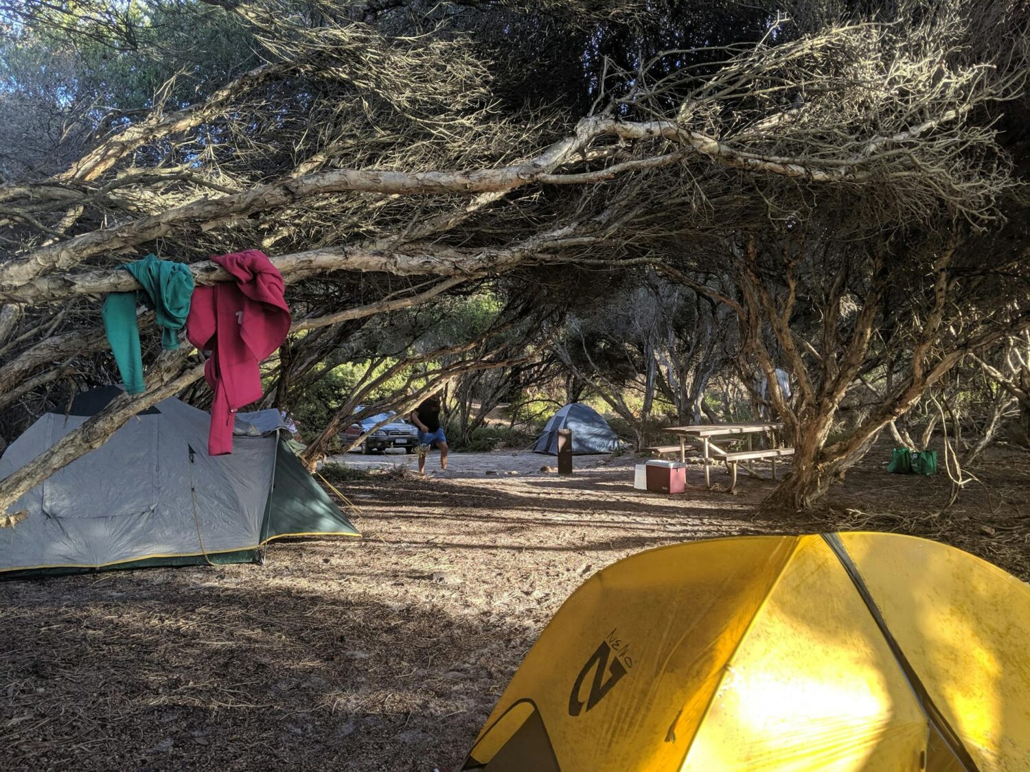 Tents set up under bushes.