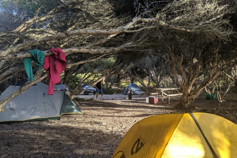 Tents set up under bushes.