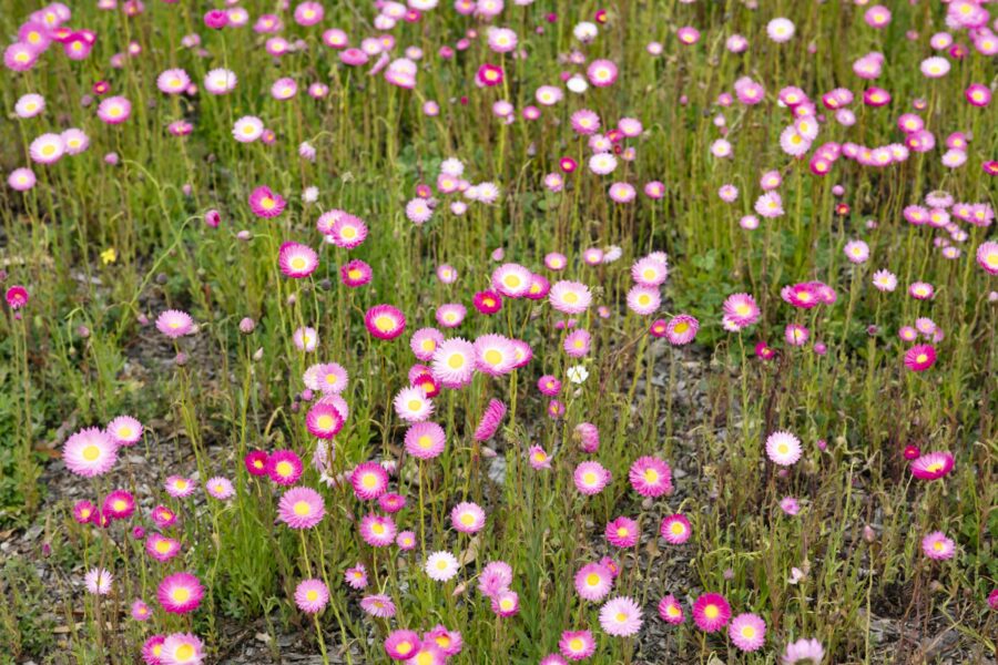 field of pink wildflowers