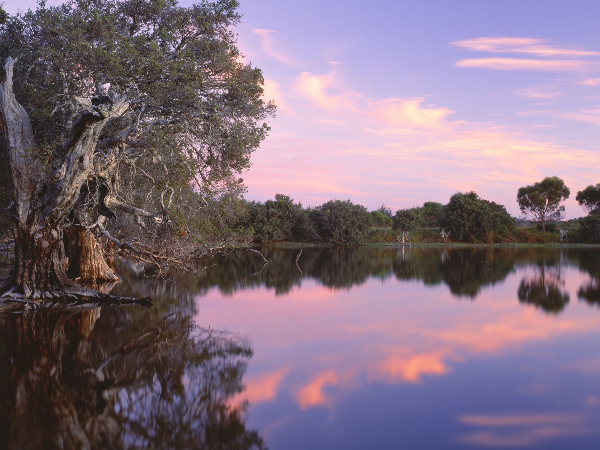Paperbarks At Lake Monjingup By Dan Paris